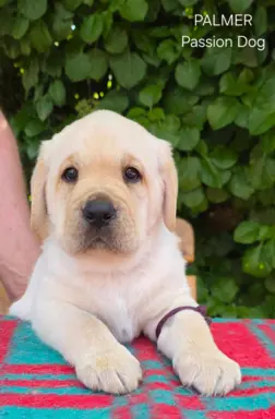Labrador retriever biszkoptowe szczenięta ZKwP 2