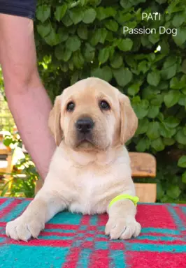 Labrador retriever biszkoptowe szczenięta ZKwP 3