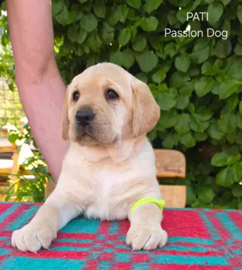 Labrador retriever biszkoptowe szczenięta ZKwP 4