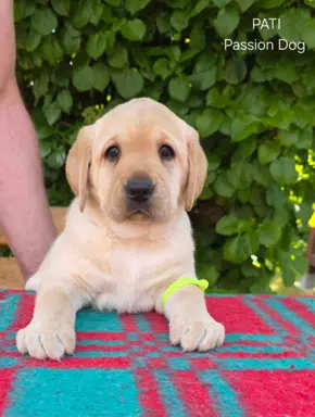 Labrador retriever biszkoptowe szczenięta ZKwP 5