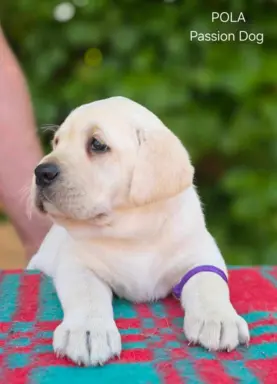 Labrador retriever biszkoptowe szczenięta ZKwP 6