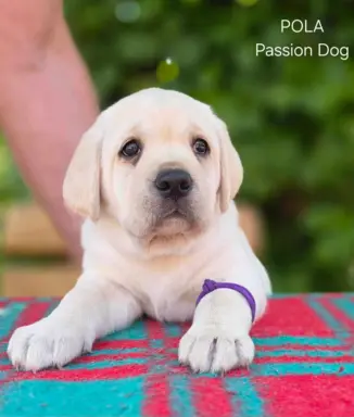 Labrador retriever biszkoptowe szczenięta ZKwP 7