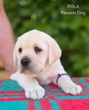 Labrador retriever biszkoptowe szczenięta ZKwP 8