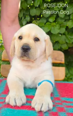Labrador retriever biszkoptowe szczenięta ZKwP 9