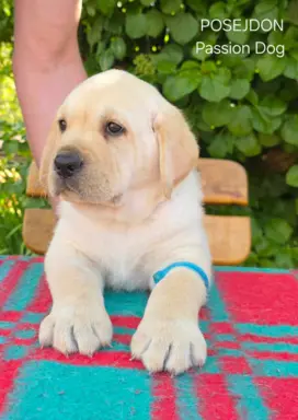 Labrador retriever biszkoptowe szczenięta ZKwP 10