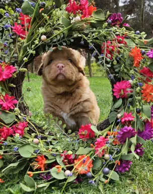 Szczenięta toller nova scotia retriever z Nowej Szkocji 1