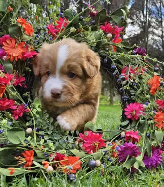 Szczenięta toller nova scotia retriever z Nowej Szkocji 2