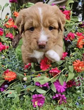 Szczenięta toller nova scotia retriever z Nowej Szkocji 3