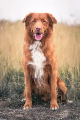 Szczenięta toller nova scotia retriever z Nowej Szkocji 4