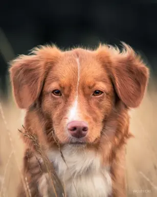Szczenięta toller nova scotia retriever z Nowej Szkocji 5