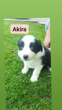 Śliczna sunia z niebieskim okiem. 6