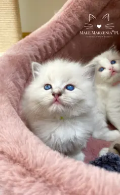 Śliczne kocięta Ragdoll kocurek i kotka 1