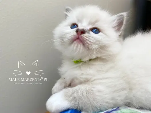 Śliczne kocięta Ragdoll kocurek i kotka 2