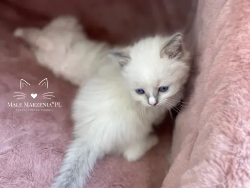 Śliczne kocięta Ragdoll kocurek i kotka 4