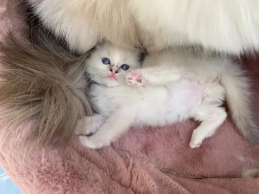 Śliczne kocięta Ragdoll kocurek i kotka 6
