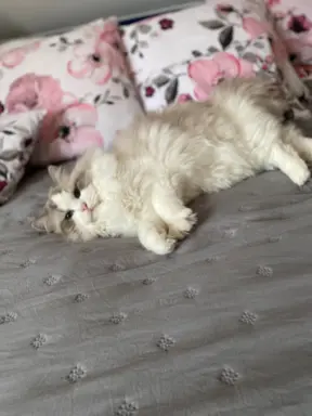 Śliczne kocięta Ragdoll kocurek i kotka 7