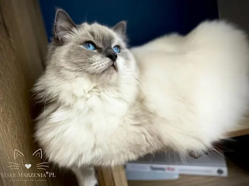 Śliczne kocięta Ragdoll kocurek i kotka 8