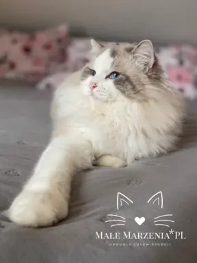 Śliczne kocięta Ragdoll kocurek i kotka 9
