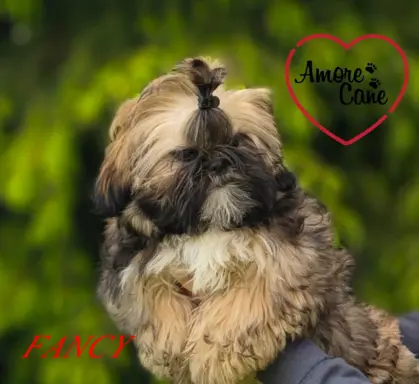 PRZEPIĘKNA SUNIA SHIH-TZU-FANCY 1