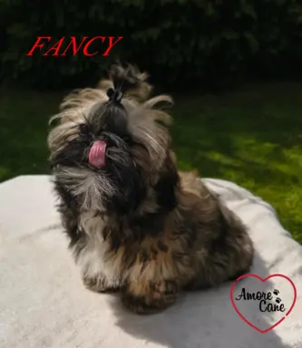 PRZEPIĘKNA SUNIA SHIH-TZU-FANCY 3