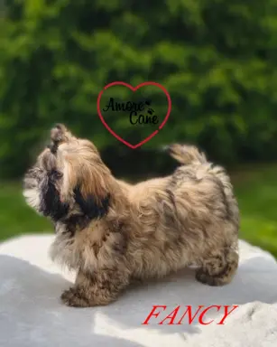 PRZEPIĘKNA SUNIA SHIH-TZU-FANCY 2