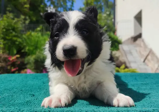 Suczka Border Collie - Rasowy szczeniak z Hodowli, pełna dok 1