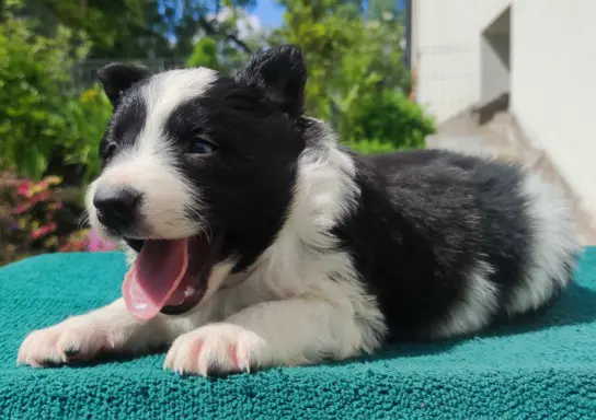 Suczka Border Collie - Rasowy szczeniak z Hodowli, pełna dok 2