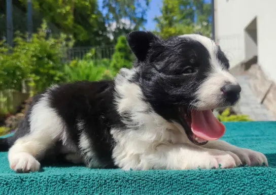Suczka Border Collie - Rasowy szczeniak z Hodowli, pełna dok 3