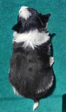 Suczka Border Collie - Rasowy szczeniak z Hodowli, pełna dok 4