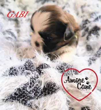 ŚLICZNE DZIEWCZYNY SHIH-TZU, 1