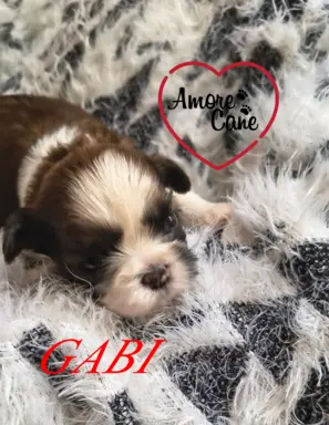 ŚLICZNE DZIEWCZYNY SHIH-TZU, 2