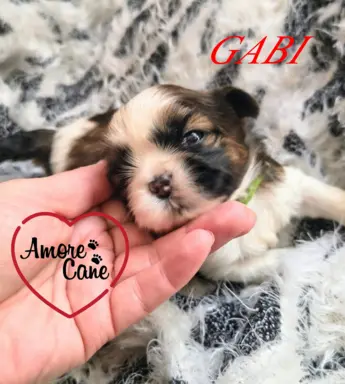 ŚLICZNE DZIEWCZYNY SHIH-TZU, 3