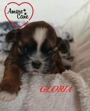 ŚLICZNE DZIEWCZYNY SHIH-TZU, 4