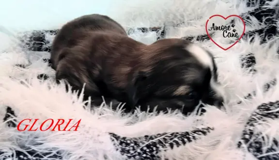 ŚLICZNE DZIEWCZYNY SHIH-TZU, 5