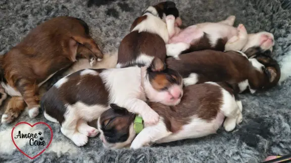 ŚLICZNE DZIEWCZYNY SHIH-TZU, 6