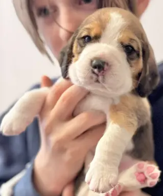 FLASH Piesek Beagle,po grand championach, ZkwP FCI. 1