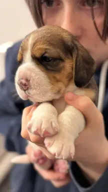 FREYA Suczka Beagle, po grand championach, ZkwP FCI, 5