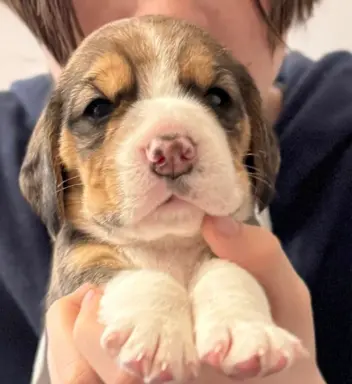 FREYA Suczka Beagle, po grand championach, ZkwP FCI, 7