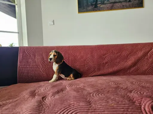 BEAGLE-szczeniaki z rodowodem ,mniejsze w typie 1