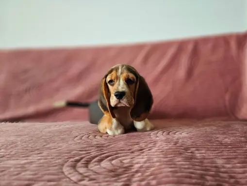 BEAGLE-szczeniaki z rodowodem ,mniejsze w typie 2