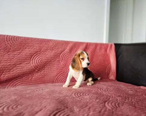 BEAGLE-szczeniaki z rodowodem ,mniejsze w typie 3
