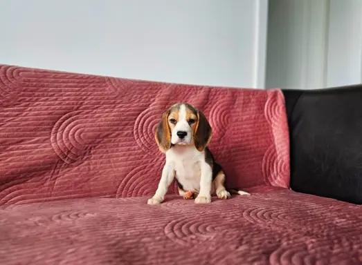 BEAGLE-szczeniaki z rodowodem ,mniejsze w typie 4