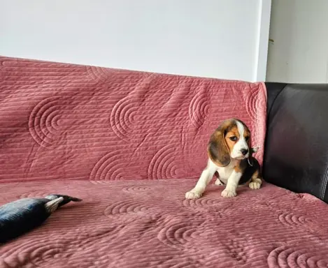 BEAGLE-szczeniaki z rodowodem ,mniejsze w typie 5