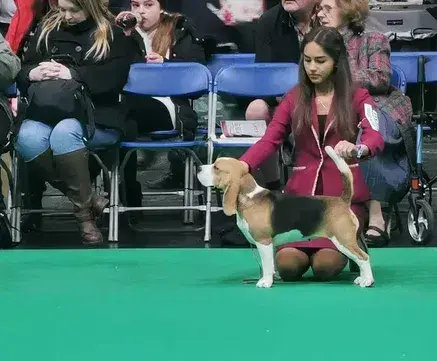 BEAGLE-szczeniaki z rodowodem ,mniejsze w typie 6