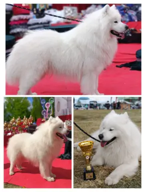 Szczeniaki Samoyed odbiór kwiecień 10