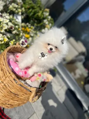 Cudowny Pomeranian szpic mini Herkules boy 1
