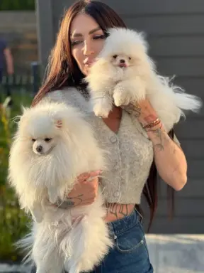 Cudowny Pomeranian szpic mini Herkules boy 2