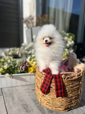 Cudowny Pomeranian szpic mini Herkules boy 3