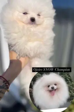 Cudowny Pomeranian szpic mini Herkules boy 4