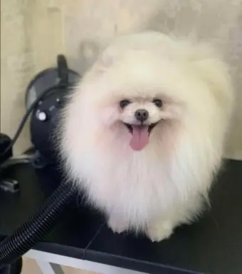 Cudowny Pomeranian szpic mini Herkules boy 5